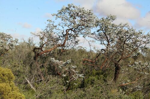 Eucalyptus crucis, photograph 5