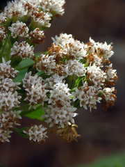Ageratina