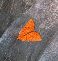 Rusicada combinans