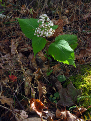 Ageratina