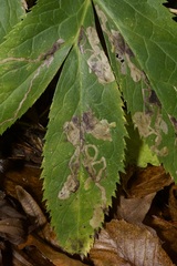 Phytomyza hellebori
