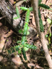 Opuntia repens