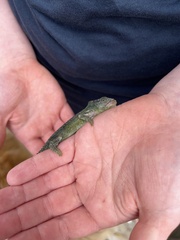 Bradypodion damaranum