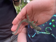 Bradypodion damaranum