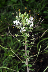 Cleome spinosa