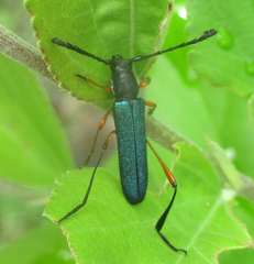 Rhadinomaeus rufipes