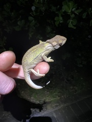 Bradypodion damaranum