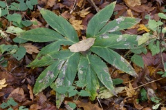 Phytomyza hellebori