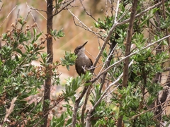 Ochetorhynchus melanurus