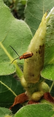 Palpoxena nigromarginata