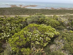 Agathosma collina, photograph (c) Caroline Voget, some rights reserved (CC BY)