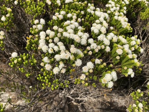 Agathosma collina, photograph 2