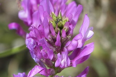 Galegeae