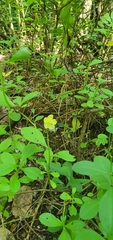 Talinum fruticosum