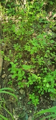 Talinum fruticosum