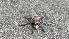 Eccritosia rubriventris