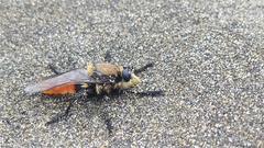 Eccritosia rubriventris