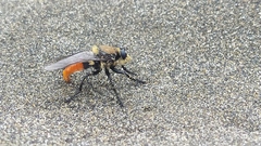Eccritosia rubriventris