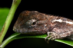 Calotes versicolor