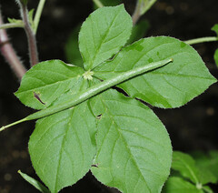 Cleome spinosa
