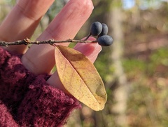 Ligustrum obtusifolium