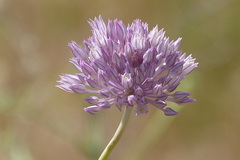 Allium rubellum