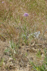 Allium rubellum