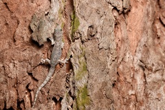 Hemidactylus bowringii