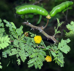 Vachellia farnesiana