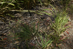 Dianella nervosa