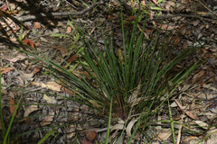 Dianella nervosa