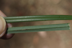 Dianella nervosa