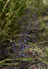Dianella nervosa