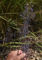 Dianella nervosa