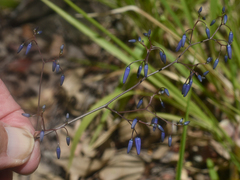 Dianella nervosa