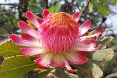 Protea caffra caffra
