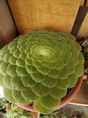Aeonium tabuliforme
