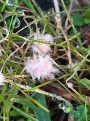 Laetisaria roseipellis