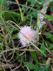 Laetisaria roseipellis