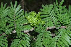 Vachellia farnesiana