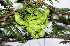 Vachellia farnesiana