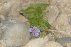 Anagallis