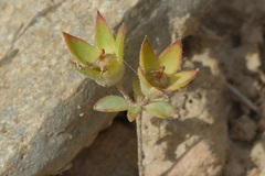 Androsace maxima