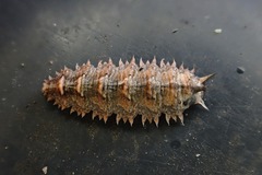 Dasysyrphus