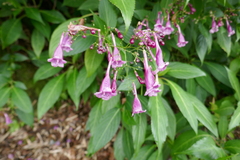 Strobilanthes hamiltoniana