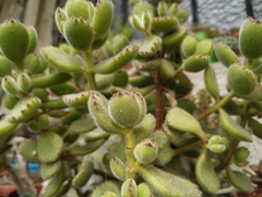 Cotyledon tomentosa