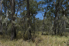 Acacia falcata