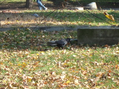 Corvus frugilegus