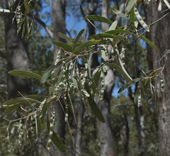 Acacia falcata