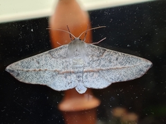 Antictenia punctunculus